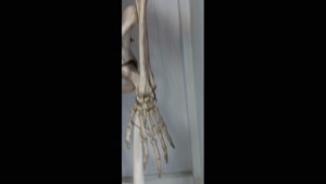 فیلم تشریح استخوان های بازو و دست انسان - زیست یازدهم