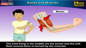 Human Skeleton - Bones and Muscles