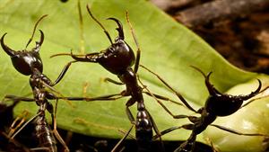 نبرد حیوانات - مبارزه شگفت انگیز 2 نوع مورچه