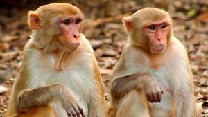 نبرد حیوانات - مبارزه واقعی میمون و پایتون