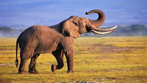نبرد حیوانات - لحظه حمله فیل به کروکودیل غول پیکر
