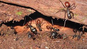 نبرد حیوانات - نبرد مورچه های آتشین