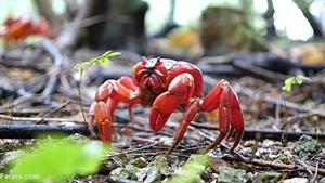نبرد حیوانات - خرچنگ قرمز در حال تخم گذاری در آکواریوم