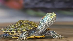 نبرد حیوانات - لاکپشت مادر در حال تخم گذاری