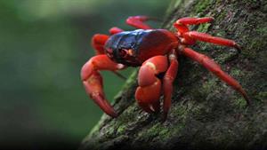 نبرد حیوانات - وقتی بچه های خرچنگ قرمز به دنیا می آیند