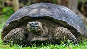 نبرد حیوانات - حمله تمساح به لاکپشت غول پیکر