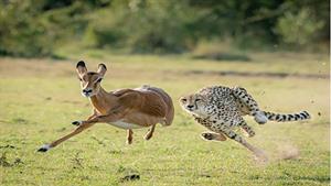 نبرد حیوانات - لحظه ی دیوانه وار از لحظه شکار در حیات وحش