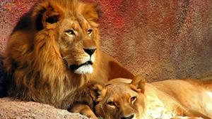 نبرد حیوانات - 5 لحظه شگفت انگیز شیرها در شکار