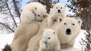 نبرد حیوانات - 6 تا از بهترین لحظه های شکار خرس قطبی