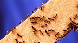 نبرد حیوانات - مورچه ها در حال خوردن سوسک
