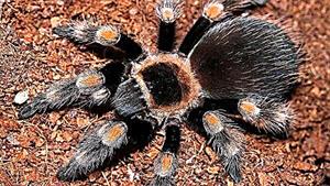 نبرد حیوانات - مانتیس در حال خوردن عنکبوتی بزرگ