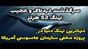 سرگذشت دردناک و عجیب نهنگ 52 هرتز؛ تنهاترین نهنگ دنیا 