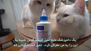  آموزش تمیز کردن گوش گربه 