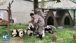 panda kindergarten