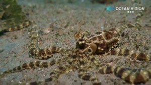 mimic octopus