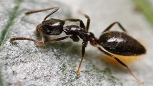 نبرد حیوانات - نبرد مورچه های آتشین با مورچه های سیاه