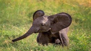 فیل تازه متولد شده توسط سگ های وحشی خورده می شود