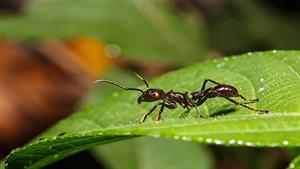 نبرد حیوانات - شیر مورچه ها در مقابل آخوندک