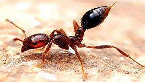 حیات وحش - کلونی مورچه های آتشین