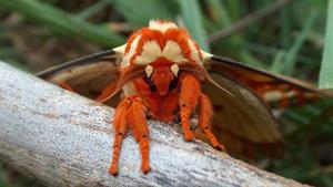 حیات وحش - بهترین واکنش حشرات برای دفاع از خود