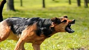 نبرد حیوانات - مبارزه شیر مجروح با 20 سگ وحشی
