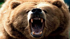 نبرد حیوانات - حمله گرگ به خرس گریزلی برای سرقت طعمه