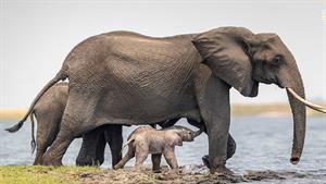 نبرد حیوانات - چگونه کروکودیل ها فیل ها را کتک می زنند