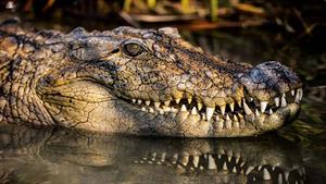 نبرد حیوانات - حمله تمساح به کرگدن در دریاچه