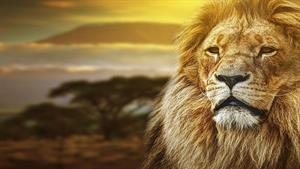 نبرد حیوانات - آخرین نبرد و غرش شیر آلفا