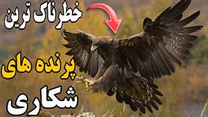 5 تا از خطرناک ترین پرنده های شکاری جهان که رحم ندارند