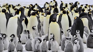 حیات وحش - زندگی پر فراز و نشیب پنگوئن ها