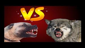 نبرد حیوانات - گرگ نترس به سگ کانگال حمله می کند
