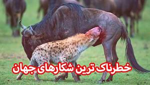 حیوانات وحشی که طعمه خود را بطور وحشتناکی پاره پاره میکند 