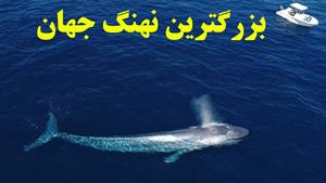 بزرگترین نهنگ جهان - بزرگترین موجود جهان یعنی نهنگ آبی 