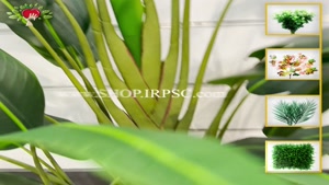 تولید درختچه زینتی پرنده بهشتی مدل برگ تیز پخش از فروشگاه مل