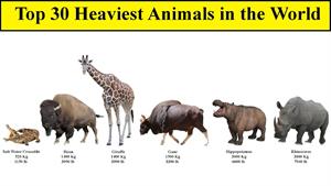 30 مورد برتر سنگین ترین حیوان جهان 