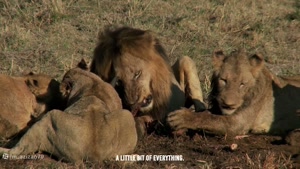 مستند حیوانات خطرناک آفریقا | کمین شیر برای حیوانات اهلی