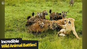 باورنکردنی ترین نبردهای حیوانات وحشی که در دوربین ثبت شد