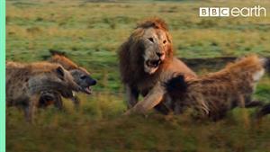مستند حیات وحش - نبرد شیرها و کفتارها