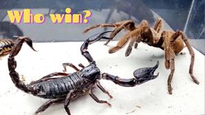 10 احمقانه ترین مبارزه با حشرات 