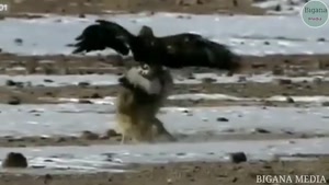 لحظات دیدنی از حمله عقاب های به حیوانات
