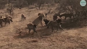 محاصره کردن شیر توسط کفتارها