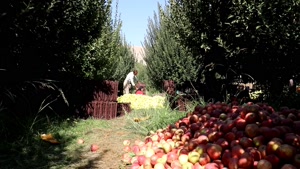برداشت سیب در باغات ارومیه
