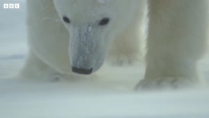 مستندی کوتاه از زندگی خرس های قطبی
