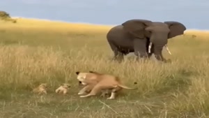 حمله فیل به ماده شیر بینوا برای انتقام