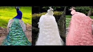 15 تا از زیباترین طاووس های جهان