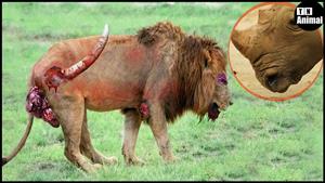 نبرد حیوانات - شیر در مقابل کرگدن