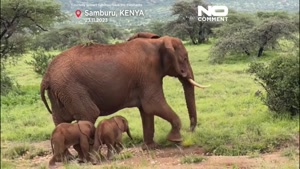 زایمان نادر فیل آفریقایی در کنیا؛ نخستین تصاویر از شیرخوردن 