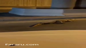 تمساح سرگردان در خیابان‌های قطیف عربستان به دام افتاد