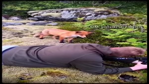 ترسیدن روباه از حرکت عجیب فیلمبردار